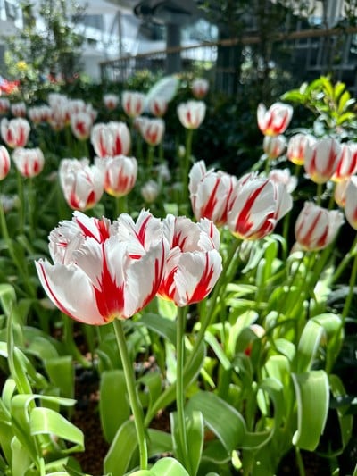 Flora Exhibition Hall