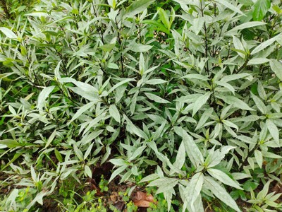 บริเวณโดยรอบ