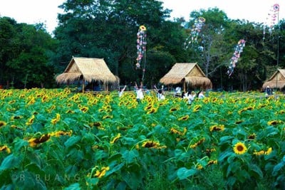 บรรยากาศ ทุ่งทานตะวันสีทองหนองทึง