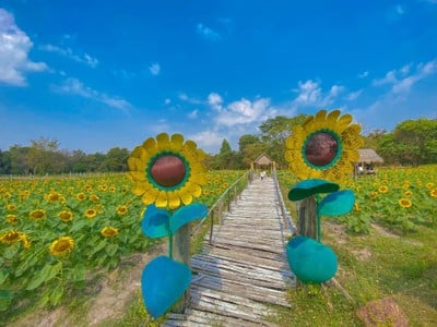 บรรยากาศ ทุ่งทานตะวันสีทองหนองทึง