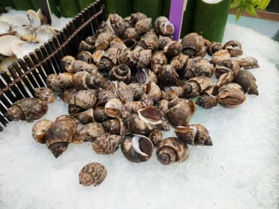 หอยหวาน