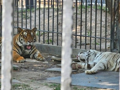 Huahin Safari & Adventure Park
