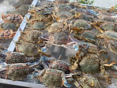 อ้วนปิ้งย่าง Chubby Hot Pot Bbq  (小胖燒烤)