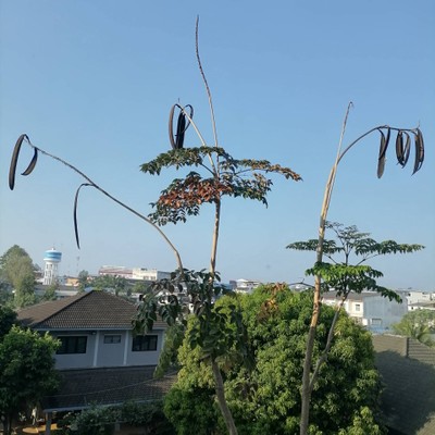 วิวนอกห้อง