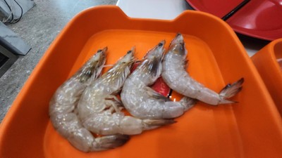 กุ้งขาว