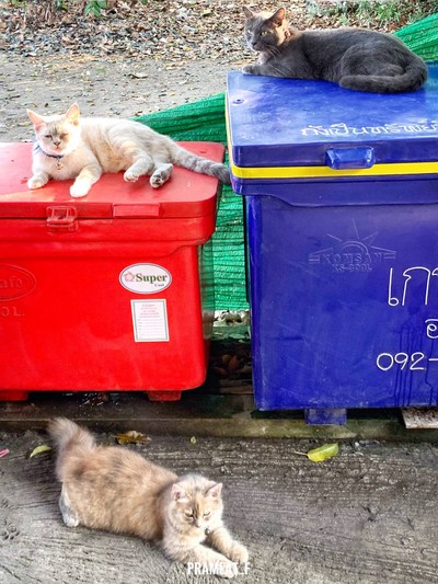 อื่นๆ