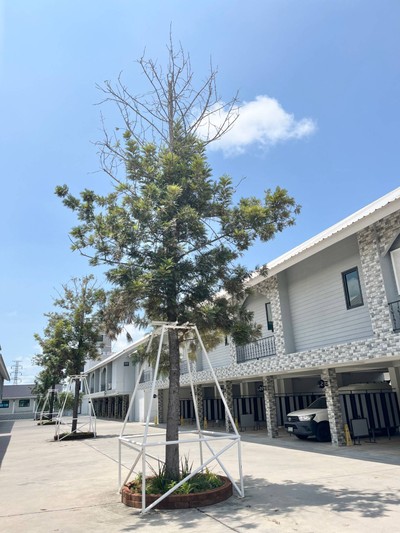 บริเวณโดยรอบ