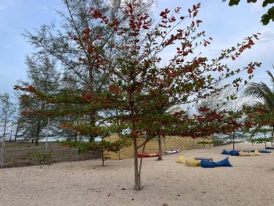 สระว่ายน้ำ/ชายหาด
