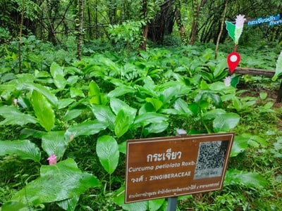 บรรยากาศ ทุ่งกระเจียวยักษ์บานบ้านเขาโล้น