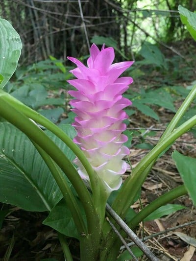 บรรยากาศ ทุ่งกระเจียวยักษ์บานบ้านเขาโล้น