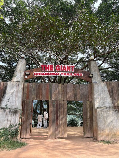 🌳 The Giant Chiangmai @แม่ออน เชียงใหม่