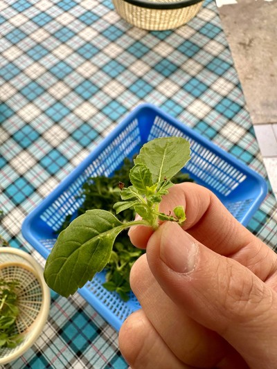 วิธีทำ ผัดกะเพราเทมเป้(สูตรคลีน... มั้ง)