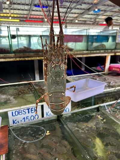 กุ้งมังกร