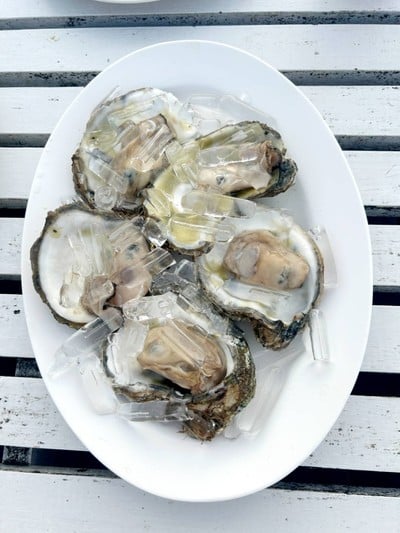 หอยนางรมสด