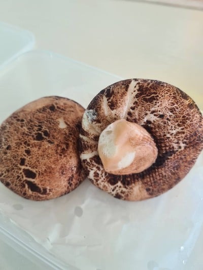 ซาลาเปาเห็ดหอม