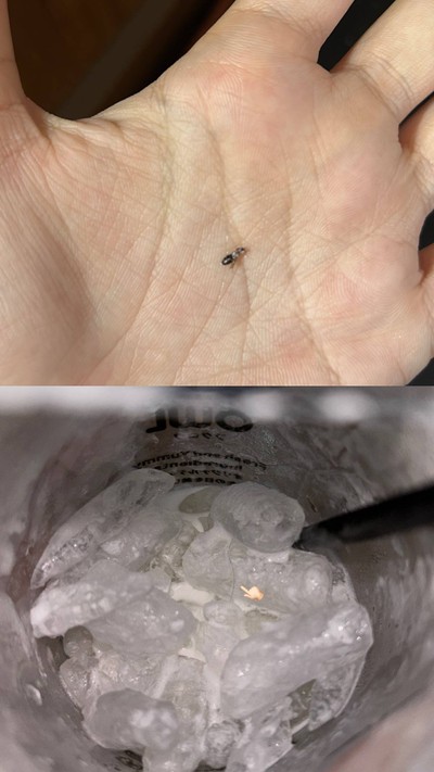 ชาเขียวมะลิชีส