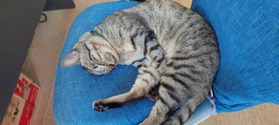 เกาะหมาก บุรีฮัท เนเชอรัล รีสอร์ท