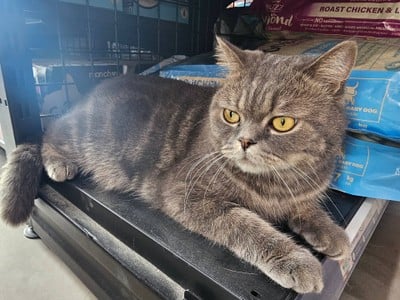 Pet Up บางเเสน