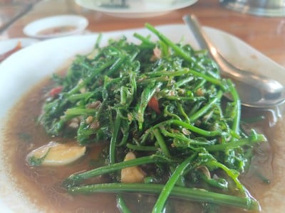 ผัดผักกูด