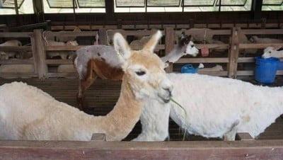 ทริปเที่ยวเขาใหญ่