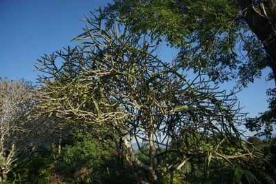 บริเวณโดยรอบ