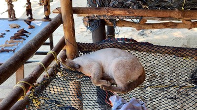 เยี่ยมชมหมู่บ้านมอแกน 1 เดย์ทริป เกาะสุรินทร์ Surin Island