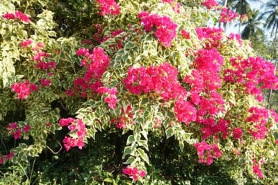 บริเวณโดยรอบ