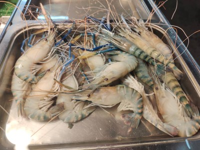 กุ้งแม่น้ำ