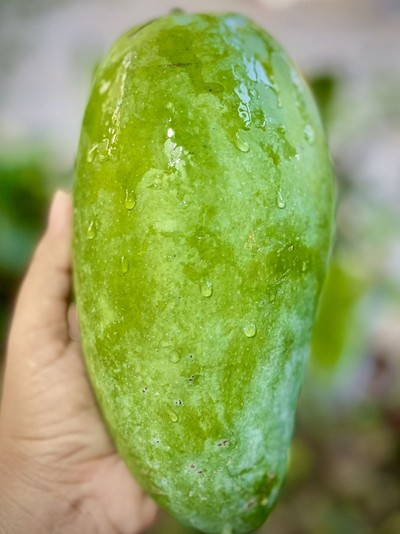 มะม่วงกิมหงส์