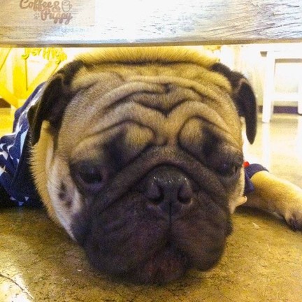 Coffee & Puppy แจ้งวัฒนะ