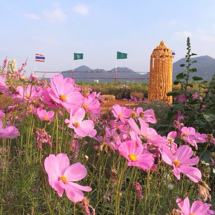 ไร่สุวรรณ ศูนย์วิจัยข้าวโพดและข้าวฟ่างแห่งชาติ