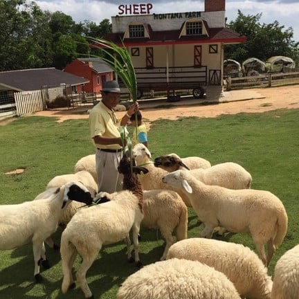 จุดให้อาหารแกะแบบเข้าถึงตัว 