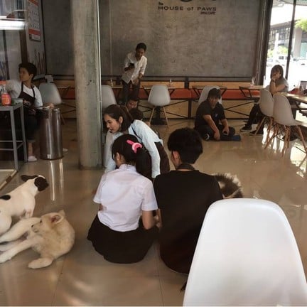 HOPs Dog Cafe - The House of Paws Dog Cafe สยามสแควร์ ซอย 8