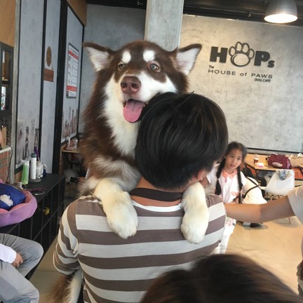 HOPs Dog Cafe - The House of Paws Dog Cafe สยามสแควร์ ซอย 8