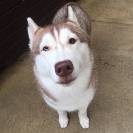 True Coffee Neverland