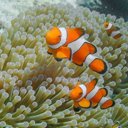 เกาะผ้า