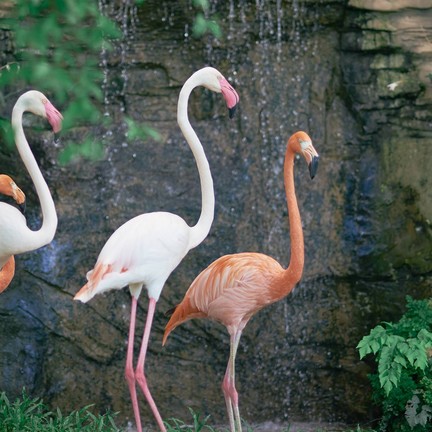 The field animals dream