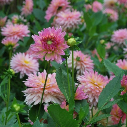 พระตำหนักดอยตุง