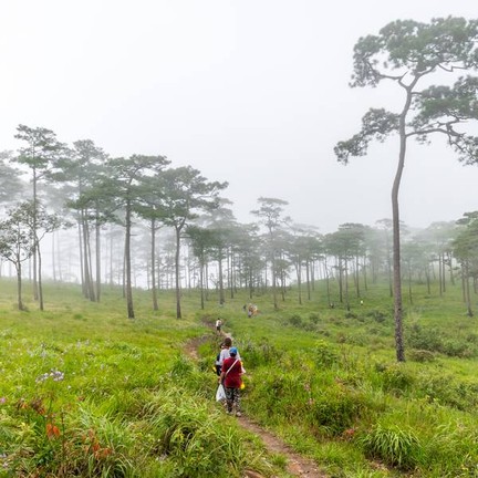 ทางเดินบนลานสน