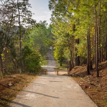 เส้นทางที่โอมล้มไปด้วยป่าสน