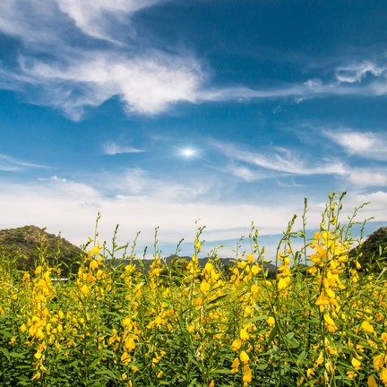 ทุ่งปอเทือง ไร่ธรรมชัย