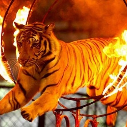 สวนเสือศรีราชา