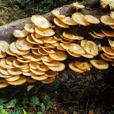 ควนคานหลาว