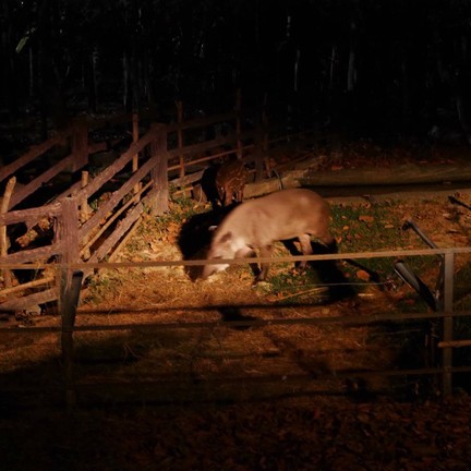 เชียงใหม่ไนท์ซาฟารี