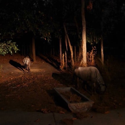 เชียงใหม่ไนท์ซาฟารี