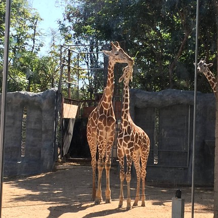 เชียงใหม่ไนท์ซาฟารี