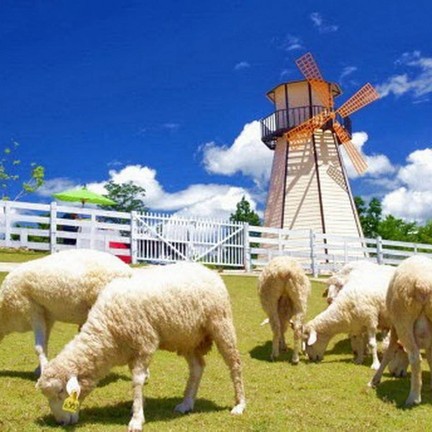 Swiss Sheep Farm