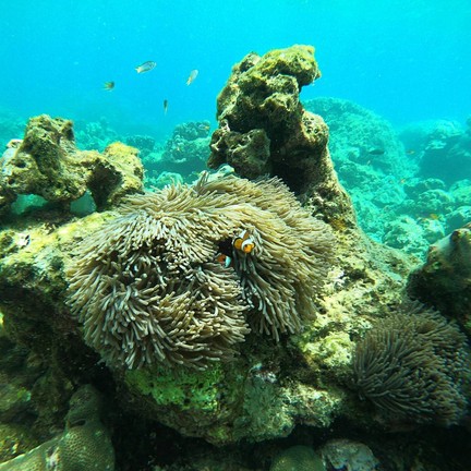 เกาะรอกน้อย