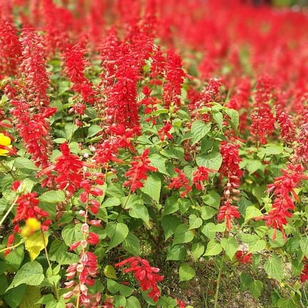 สวนดอกไม้เมืองหนาวเบตง