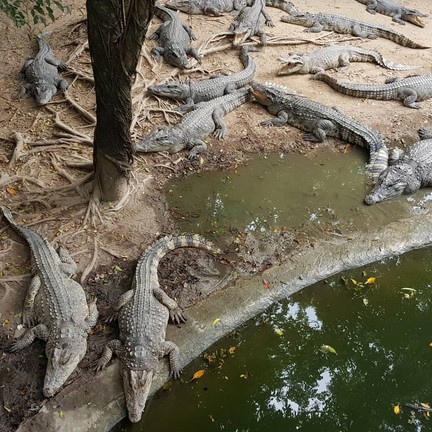 บ่อจระเข้